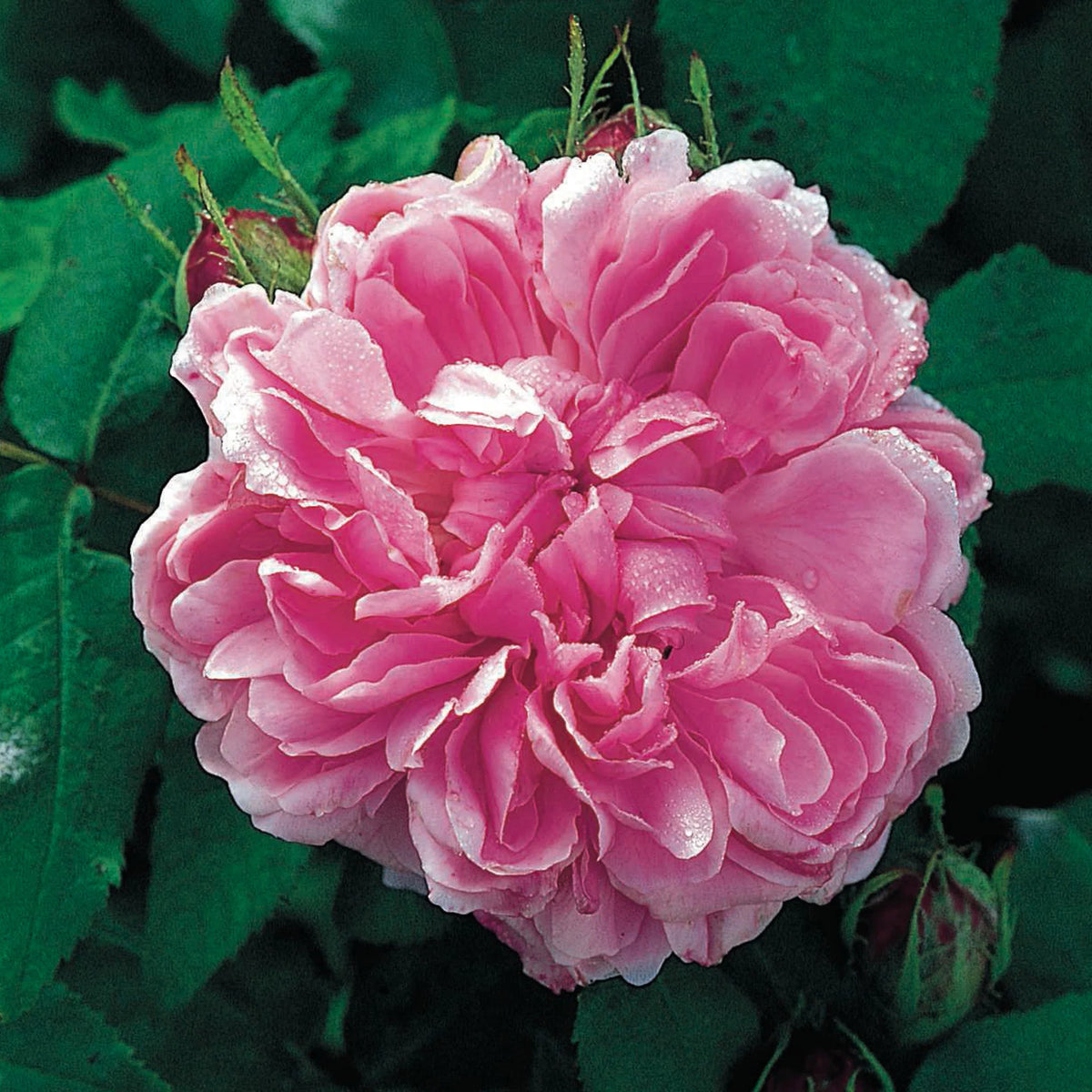 ジャック・カルティエ鉢苗 - Jacques Cartier – David Austin Roses Japan