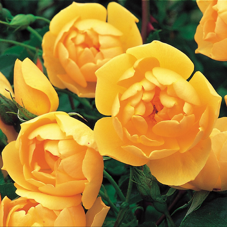 バター・カップ裸苗 - Buttercup (Ausband) – David Austin Roses Japan