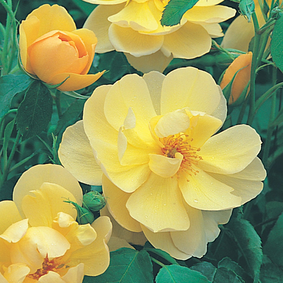 バター・カップ裸苗 - Buttercup (Ausband) – David Austin Roses Japan