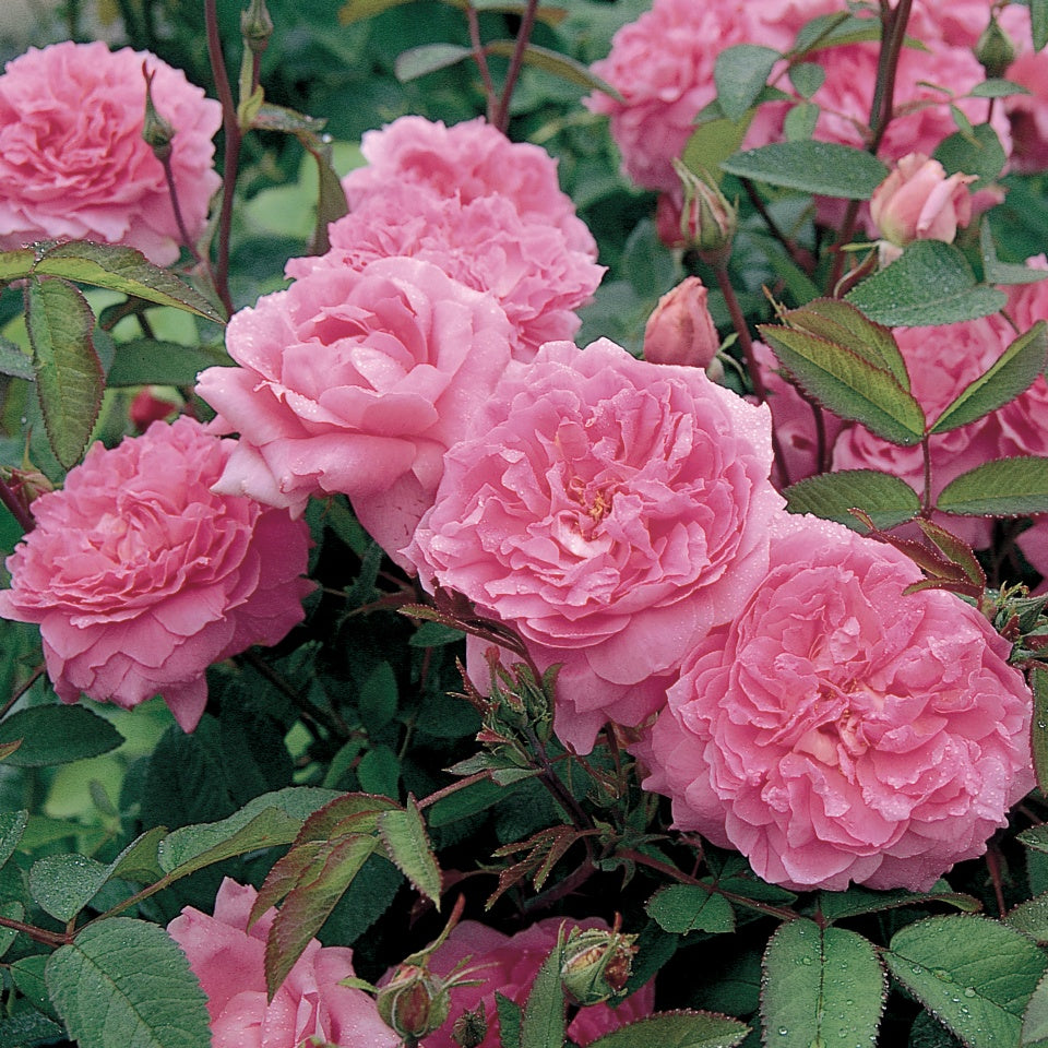 ザ・メイフラワー裸苗 The Mayflower (Austilly) – David Austin Roses Japan