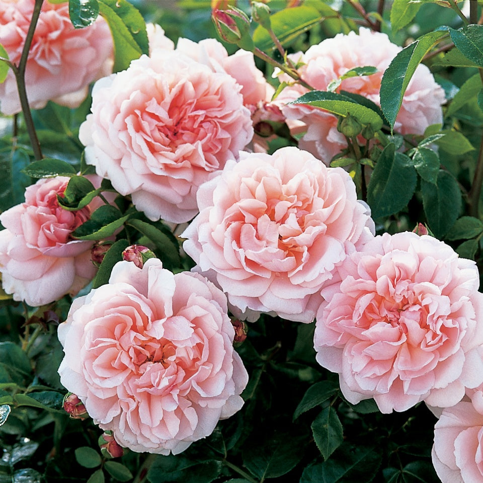 ワイルドイブ™裸苗 - Wildeve™ (Ausbonny) – David Austin Roses Japan