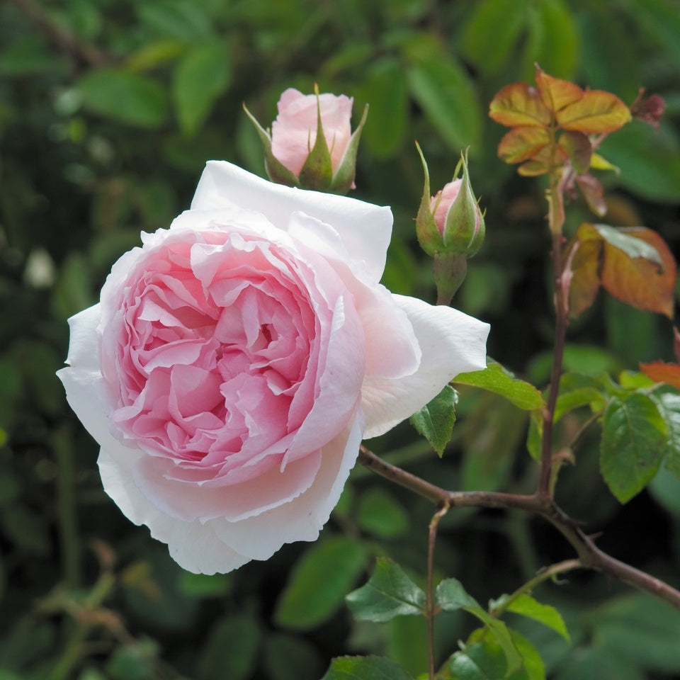 ザ・ウェッジウッド・ローズ裸苗 - The Wedgwood Rose (Ausjosiah