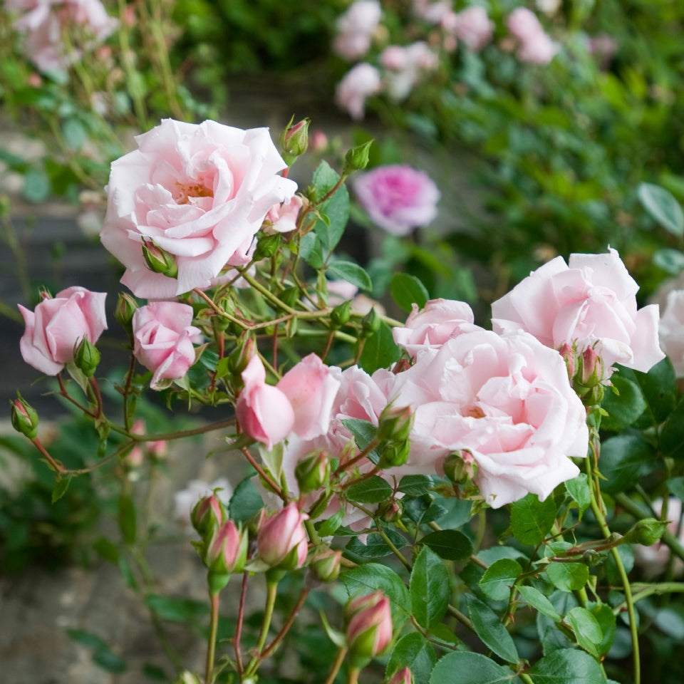 ニュー・ドーン裸苗 - New Dawn – David Austin Roses Japan