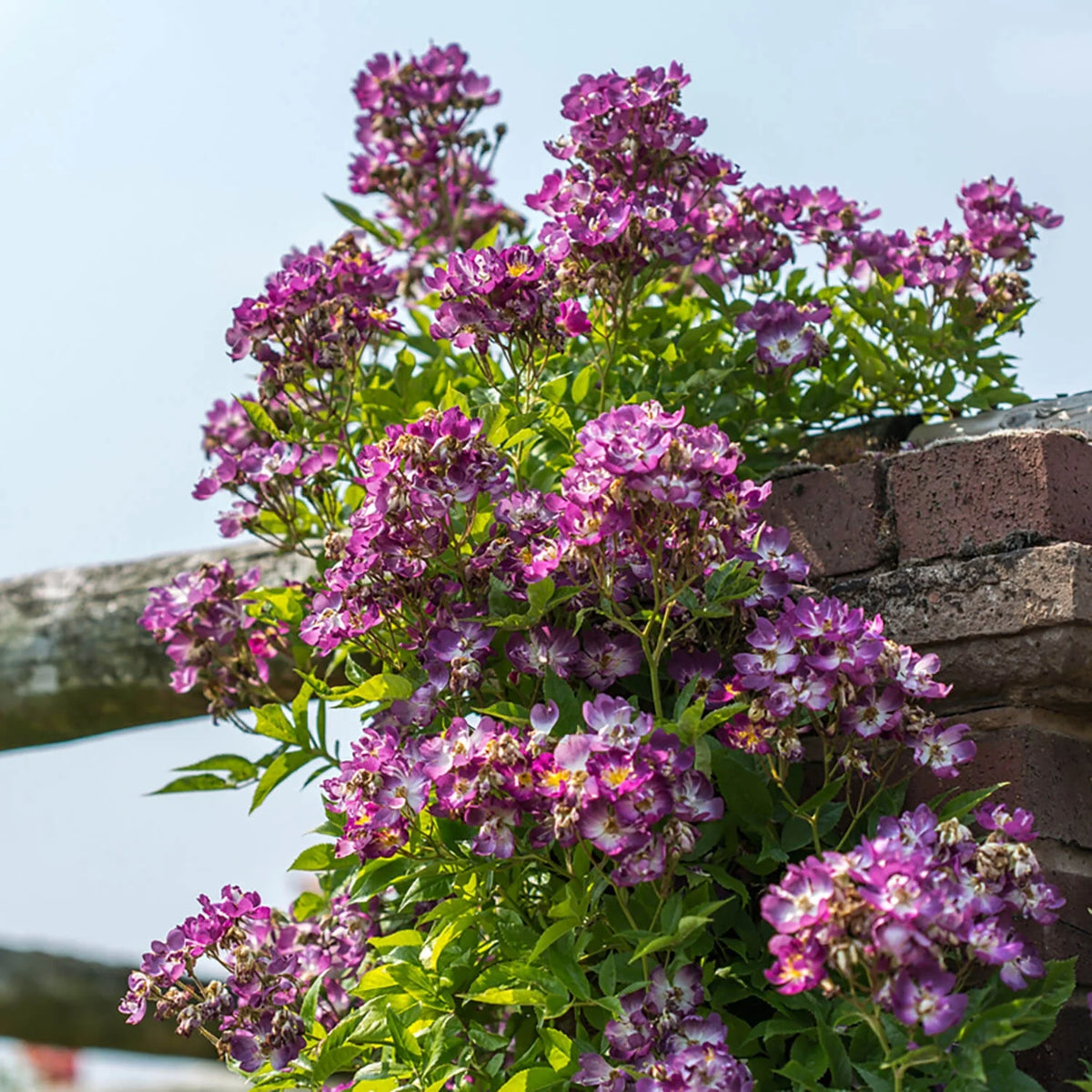 ファイルヘンフラウ鉢苗 - Veilchenblau Potted – David Austin