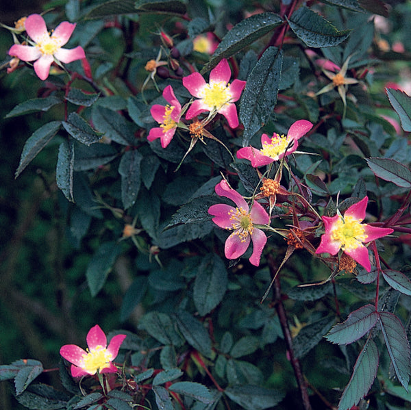 ロサ・グラウカ鉢苗 - Rosa glauca Potted (R. rubrifolia) – David Austin Roses Japan