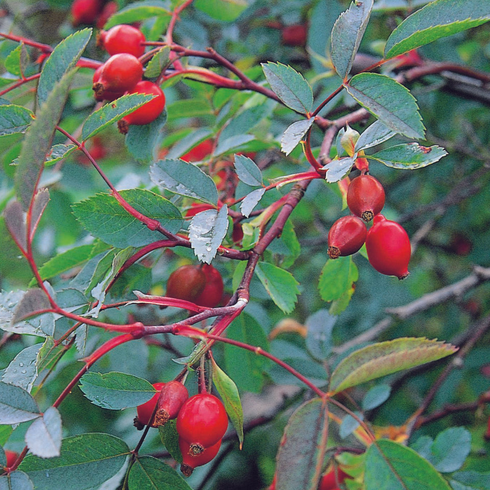 ロサ・グラウカ鉢苗 - Rosa glauca Potted (R. rubrifolia) – David Austin Roses Japan