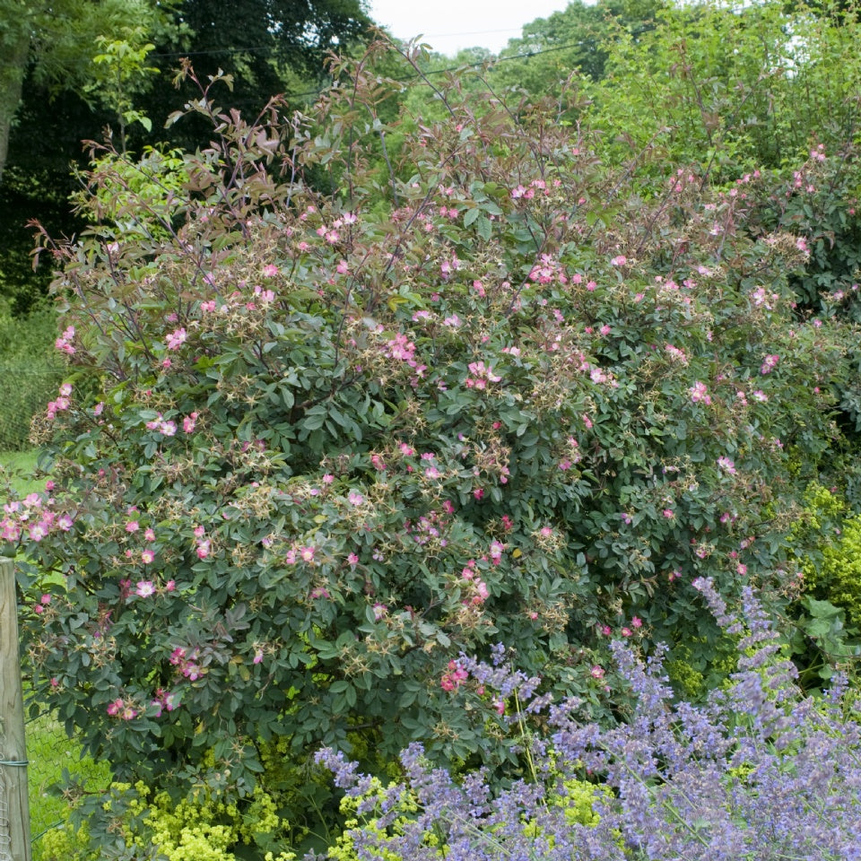 ロサ・グラウカ鉢苗 - Rosa glauca Potted (R. rubrifolia) – David Austin Roses Japan