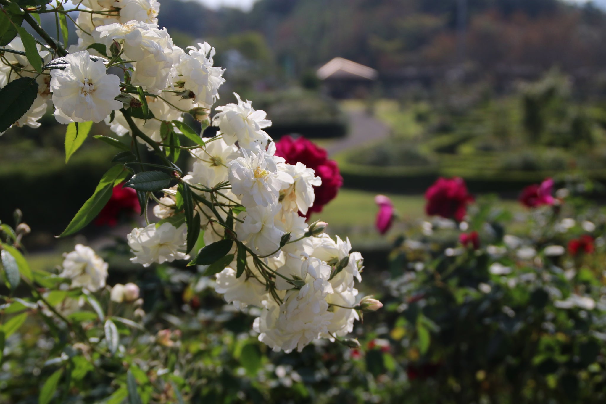 バラ の販売についてのお問い合わせ専用 - 植物/観葉植物