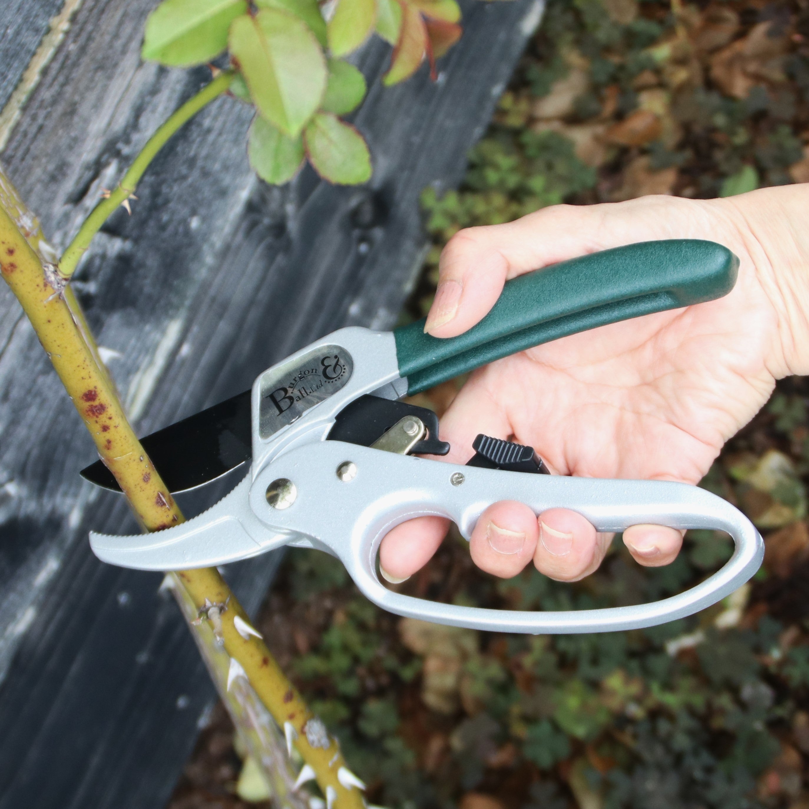 Burgon＆Ball社 バラ剪定用はさみ - Burgon & Ball Ratchet Pruner – David Austin Roses  Japan