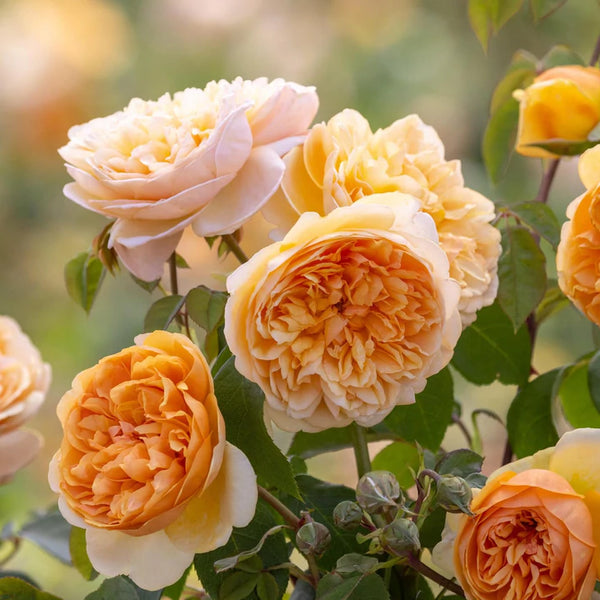 ブリング・ミー・サンシャイン 裸苗 - Bring Me Sunshine (Ausernie) – David Austin Roses Japan