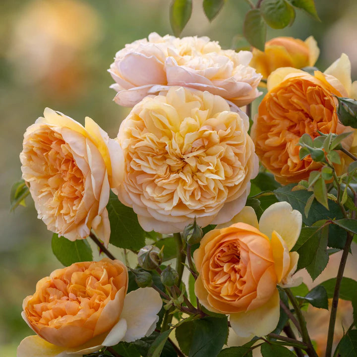 ブリング・ミー・サンシャイン 裸苗 - Bring Me Sunshine (Ausernie) – David Austin Roses Japan