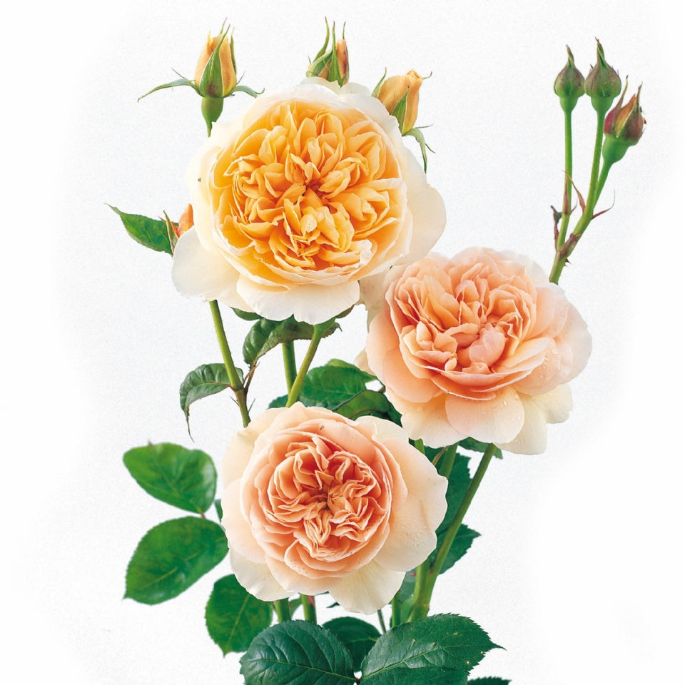 スィート・ジュリエット裸苗 - Sweet Juliet (Ausleap) – David Austin Roses Japan