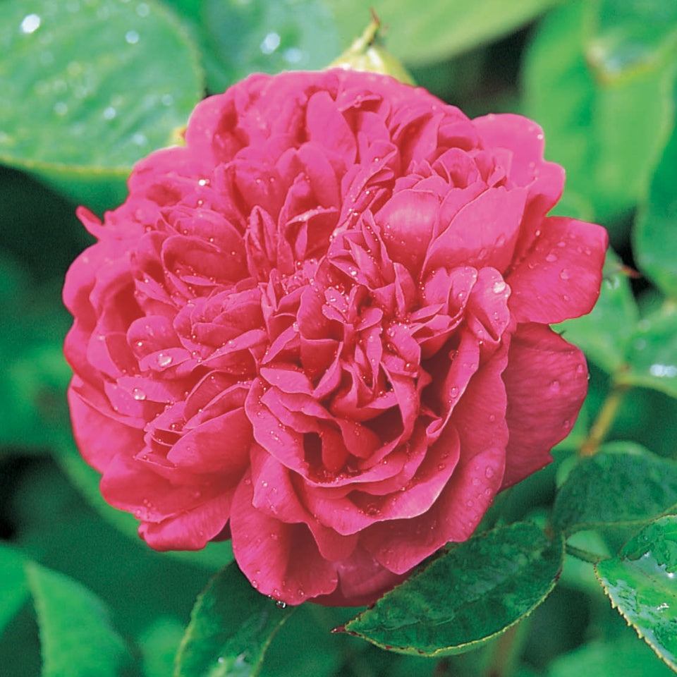 ローズ・ド・レシュ裸苗 - Rose de Rescht – David Austin Roses Japan