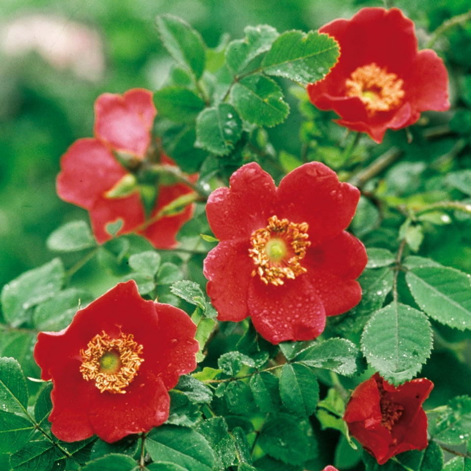 ロサ・モエシー“ゼラニウム”裸苗 - Rosa moyesii 'Geranium' – David