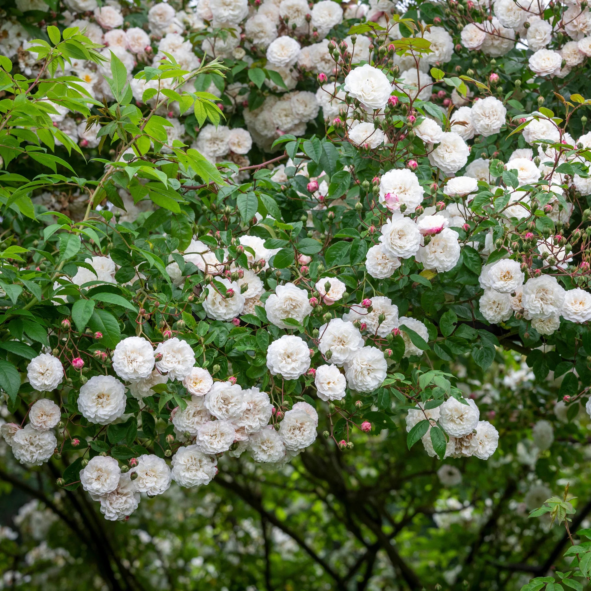 フェリシテ・ペルペチュ 裸苗 - Félicité-Perpétue (Sempervirens) – David Austin Roses Japan