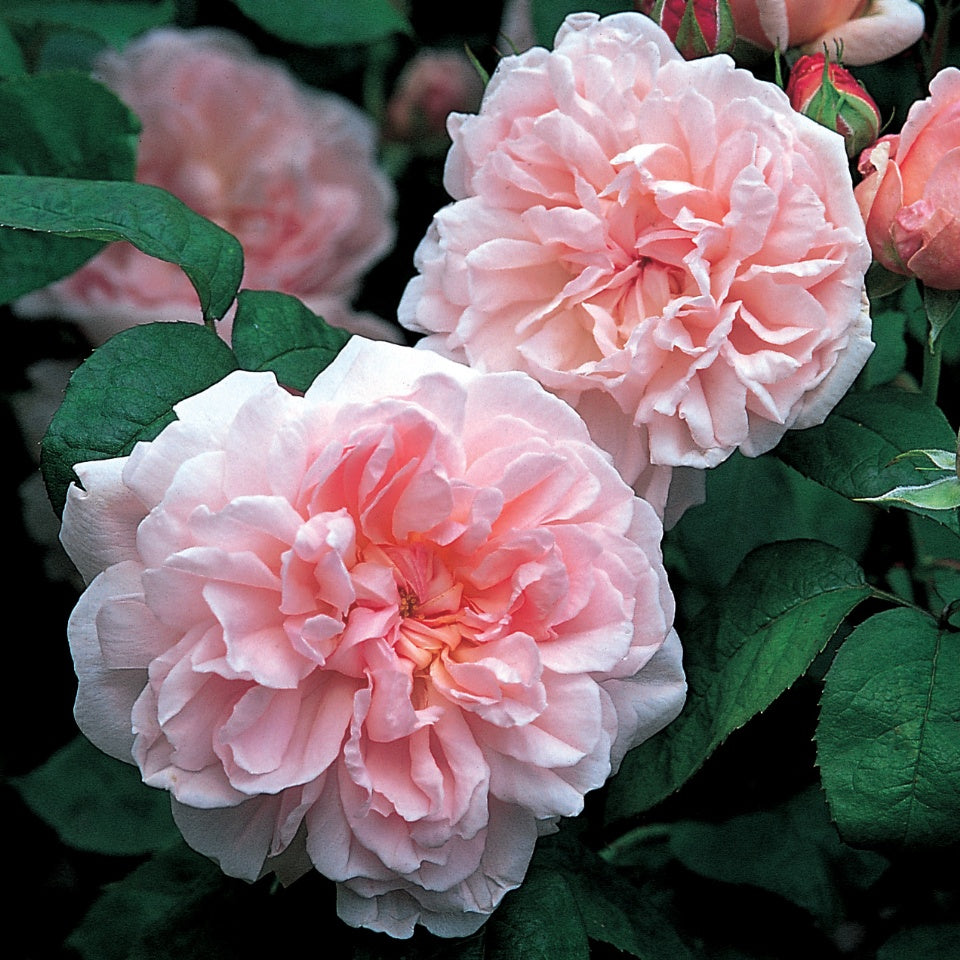 香り豊かなバラ – David Austin Roses Japan