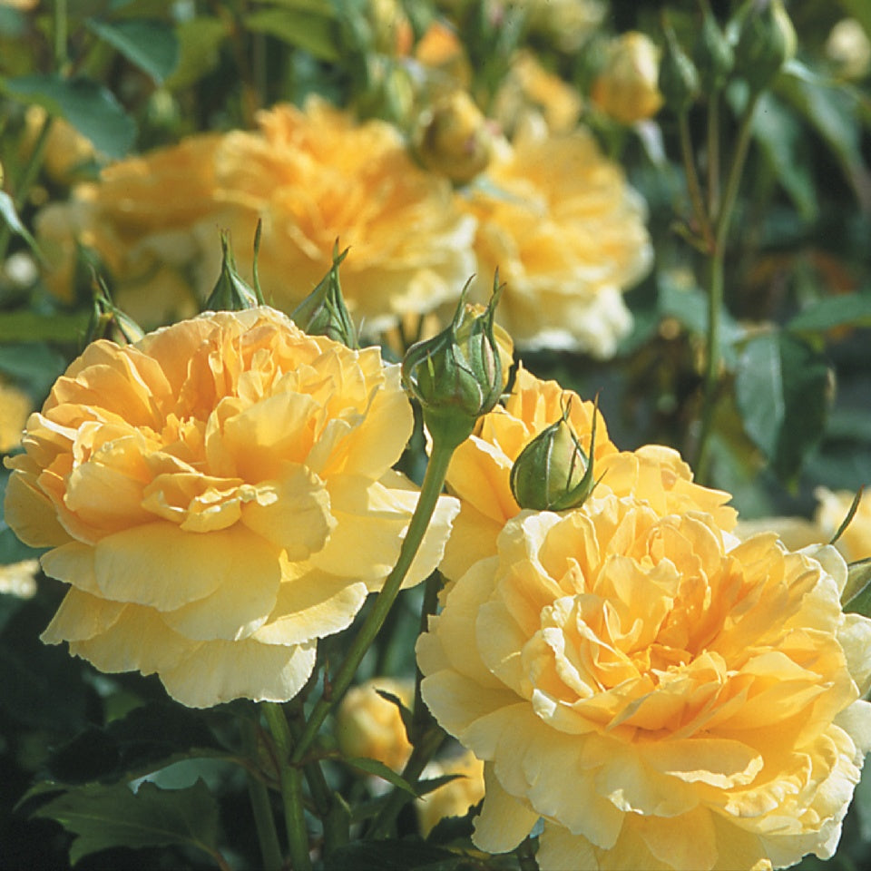 モリニュー裸苗 - Molineux (Ausmol) – David Austin Roses Japan