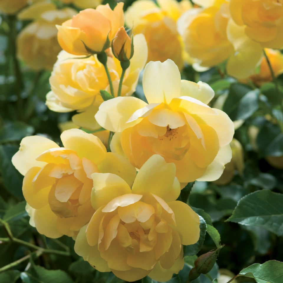 バター・カップ裸苗 - Buttercup (Ausband) – David Austin Roses Japan