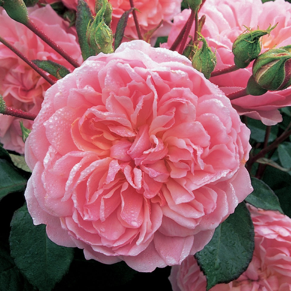 アン・ブリン裸苗 - Anne Boleyn (Ausecret) – David Austin Roses Japan