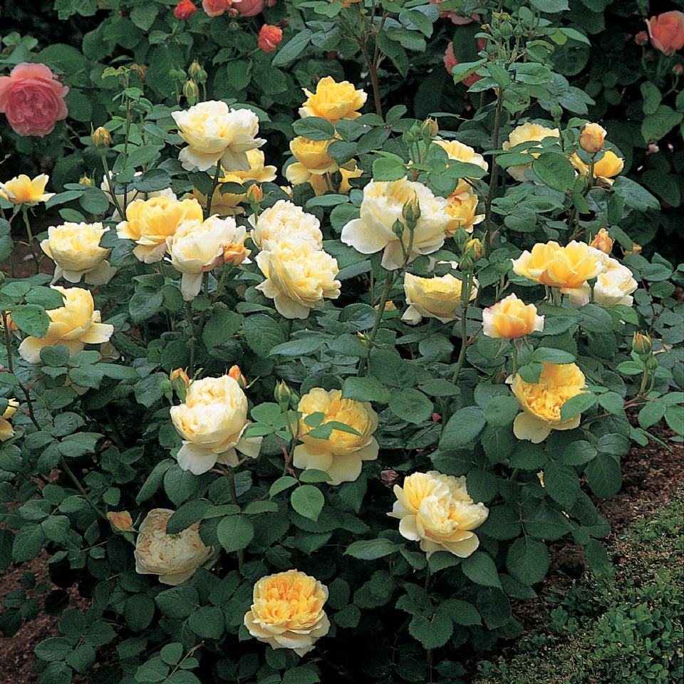 チャールズ・ダーウィン裸苗 - Charles Darwin (Auspeet) – David Austin Roses Japan