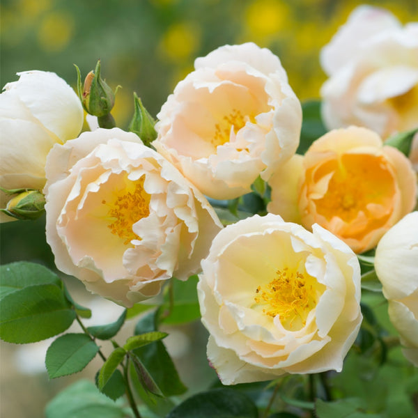 コンテ・ド・シャンパーニュ裸苗 - Comte de Champagne (Ausufo) – David Austin Roses Japan