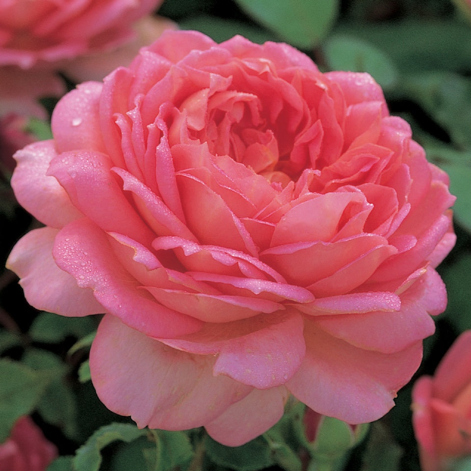 ジュビリー・セレブレーション裸苗 - Jubilee Celebration (Aushunter) – David Austin Roses  Japan