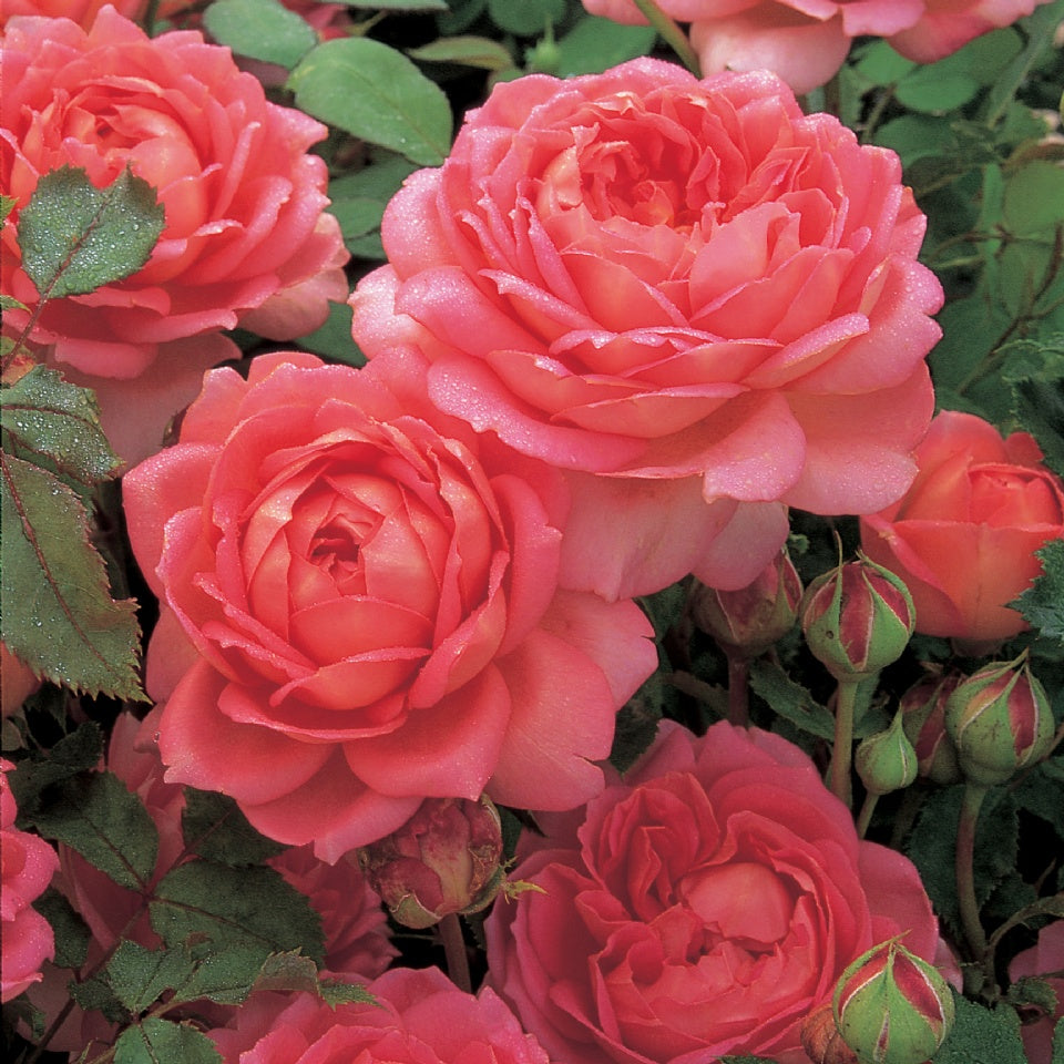 ジュビリー・セレブレーション裸苗 - Jubilee Celebration (Aushunter) – David Austin Roses  Japan