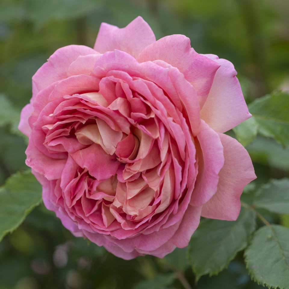 スィート・ジュリエット裸苗 - Sweet Juliet (Ausleap) – David Austin Roses Japan