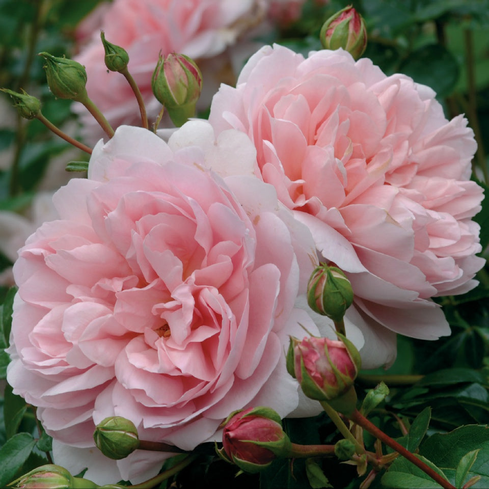 ワイルドイブ™裸苗 - Wildeve™ (Ausbonny) – David Austin Roses Japan