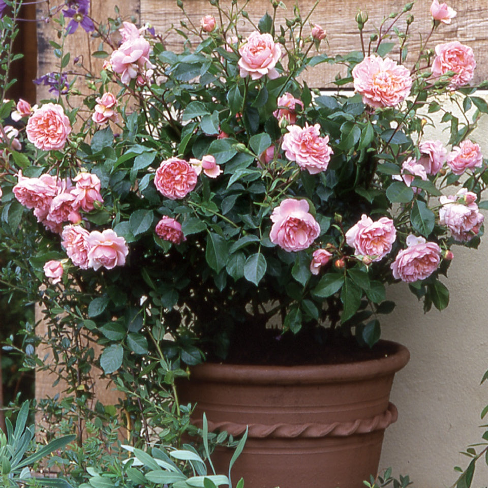 ワイルドイブ™裸苗 - Wildeve™ (Ausbonny) – David Austin Roses Japan