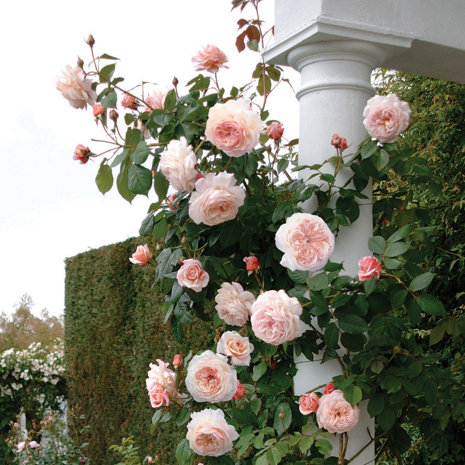 ア・シュロップシャイア・ラドバラ鉢苗 - A Shropshire Lad Potted (Ausled) – David Austin Roses  Japan