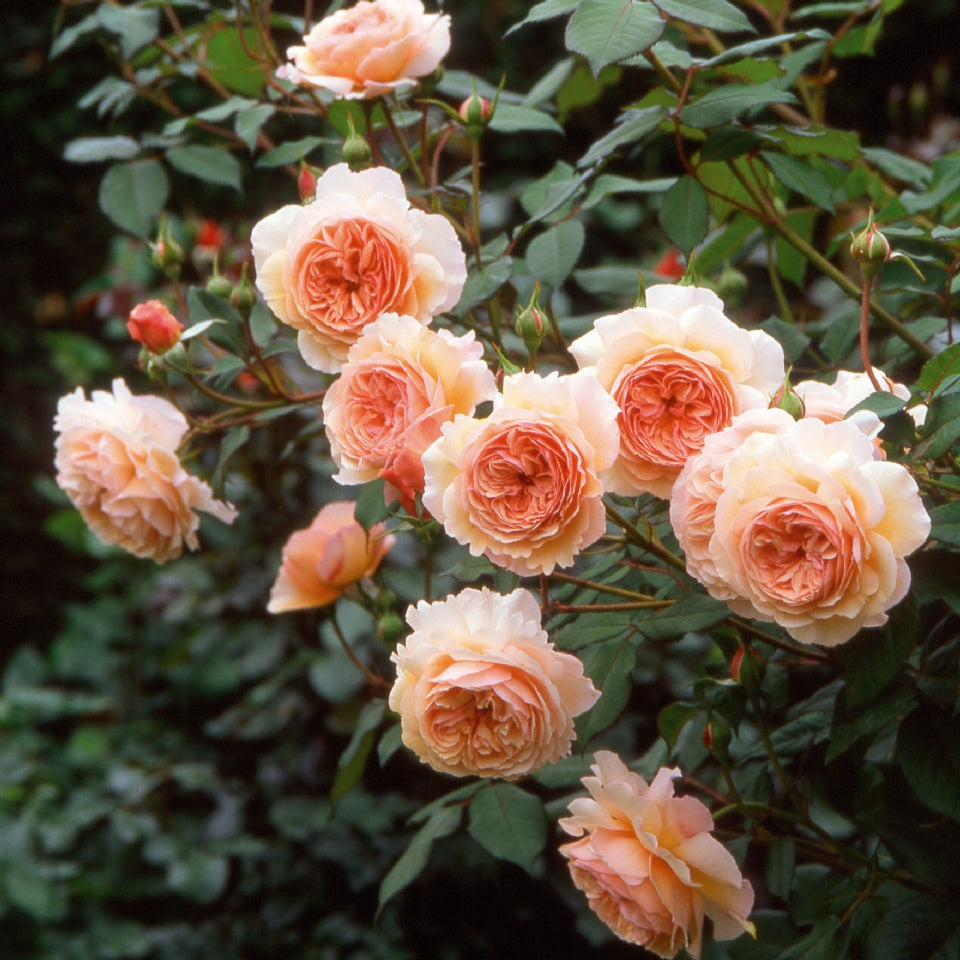 バラ苗 ER アシュロップシャイアラド 接木大苗 強香 強健 薔薇 苗 - 植物/観葉植物