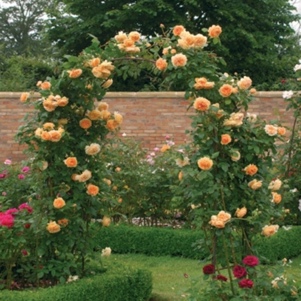 クラウン・プリンセス・マルガリータ 裸苗 - Crown Princess Margareta (Auswinter) – David Austin  Roses Japan