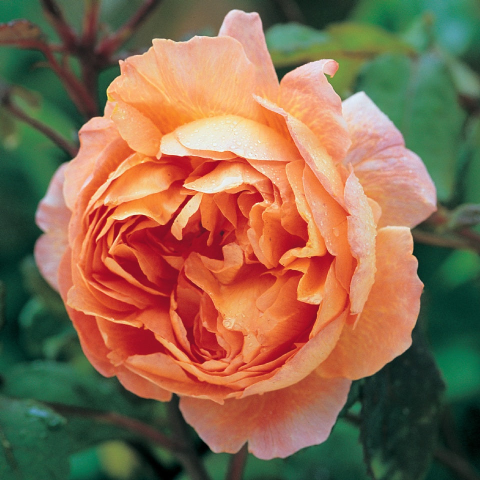 鉢植えに向くバラ – David Austin Roses Japan