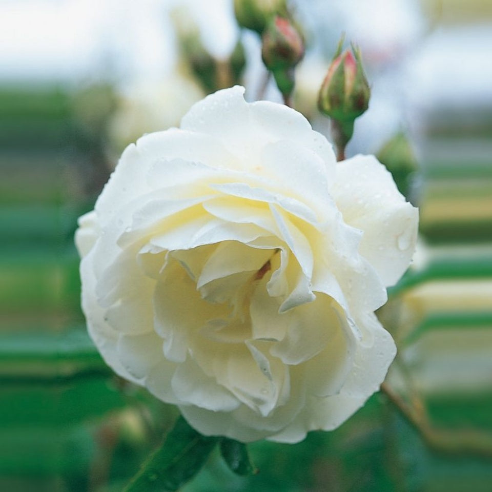 アイスバーグ 裸苗 - Iceberg – David Austin Roses Japan