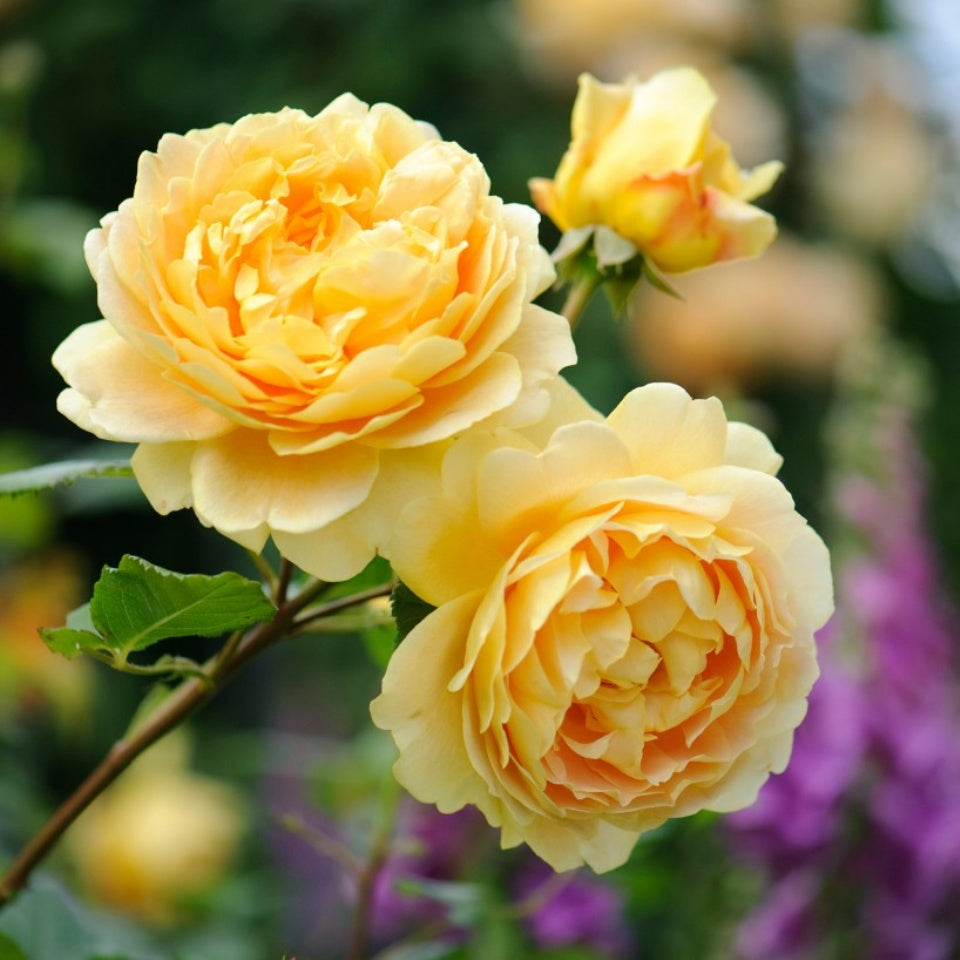 ゴールデン・セレブレーション 鉢苗 - Golden Celebration Potted (Ausgold) – David Austin  Roses Japan