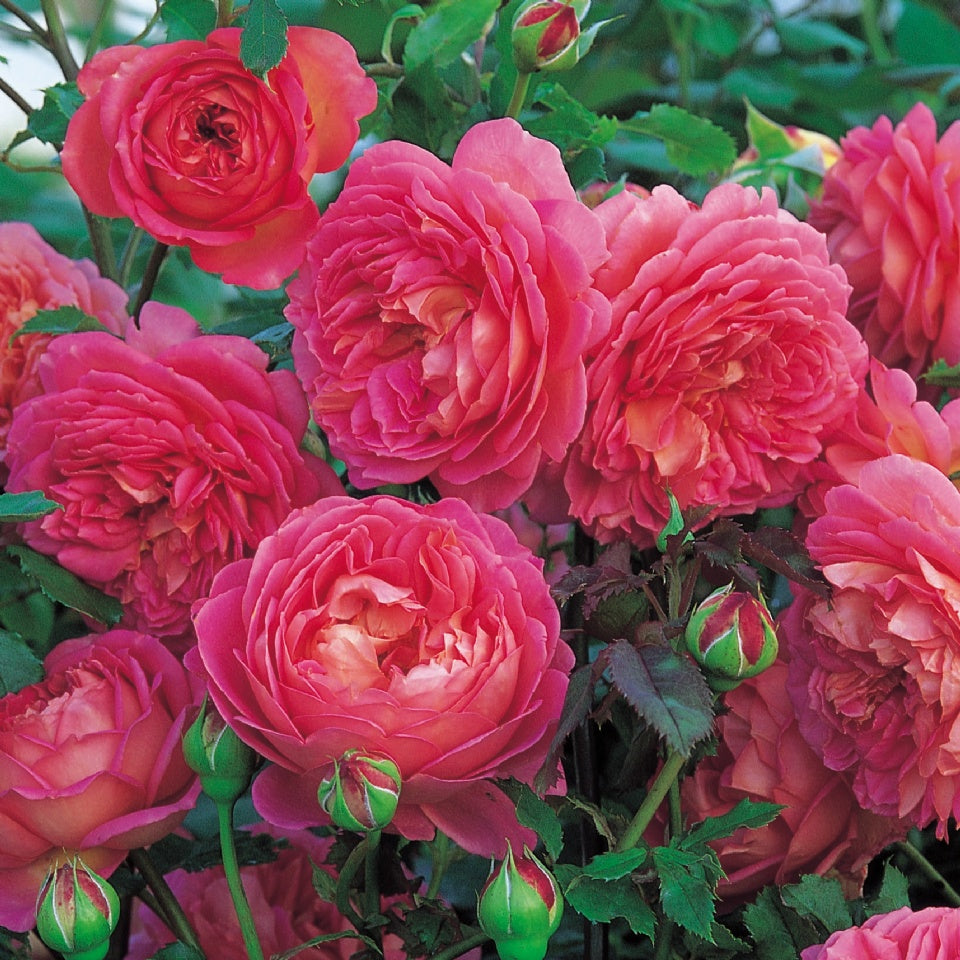 ジュビリー・セレブレーション 鉢苗 - Jubilee Celebration Potted (Aushunter) – David Austin  Roses Japan