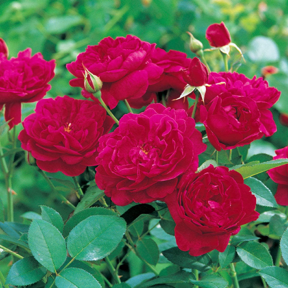 ダーシー・バッセル 裸苗 - Darcey Bussell (Ausdecorum) – David Austin Roses Japan