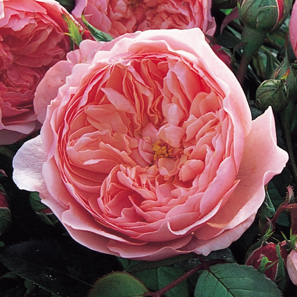 ジ・アレンウィック・ローズ 鉢苗 - The Alnwick® Rose Potted (Ausgrab) – David Austin Roses  Japan