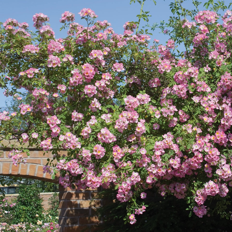 キュー・ランブラー裸苗 - Kew Rambler – David Austin Roses Japan