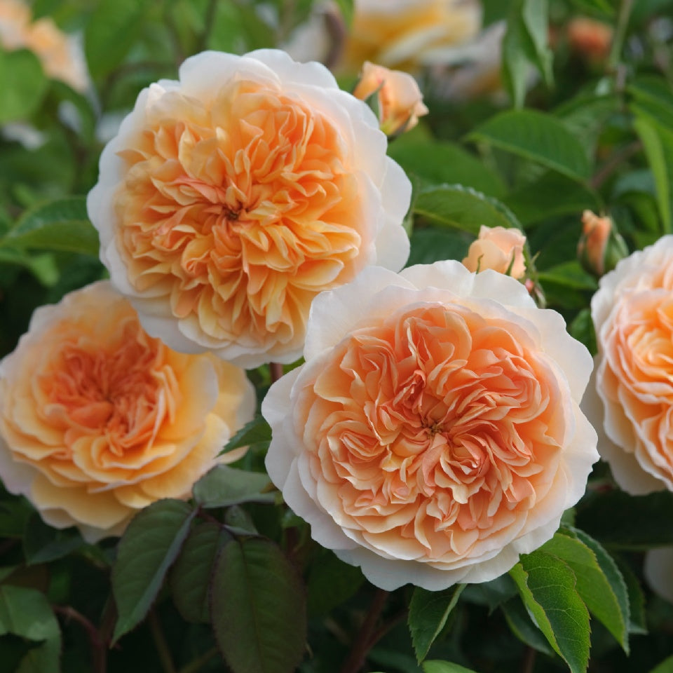 香り豊かなバラ – タグ 色:アプリコット – David Austin Roses Japan