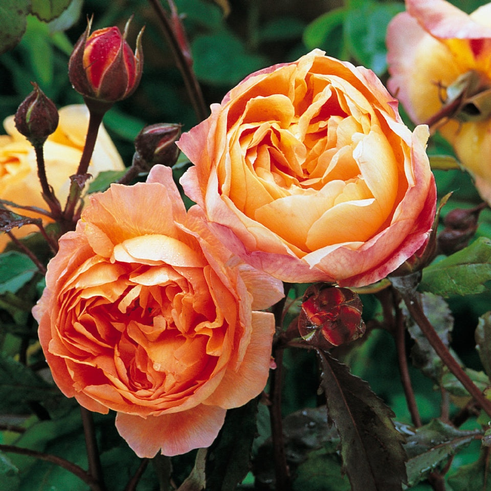 鉢植えに向くバラ – タグ 色:アプリコット – David Austin Roses Japan