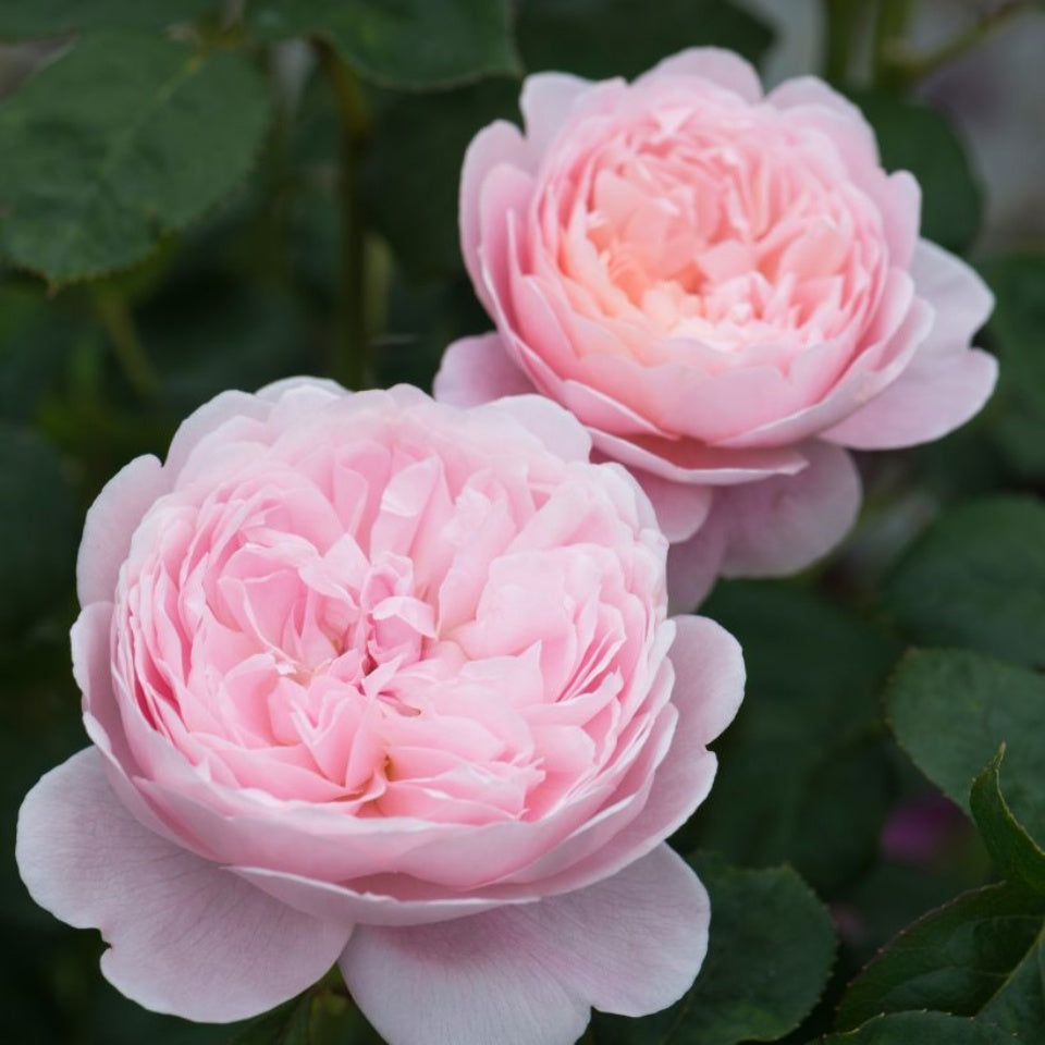 鉢苗 – David Austin Roses Japan