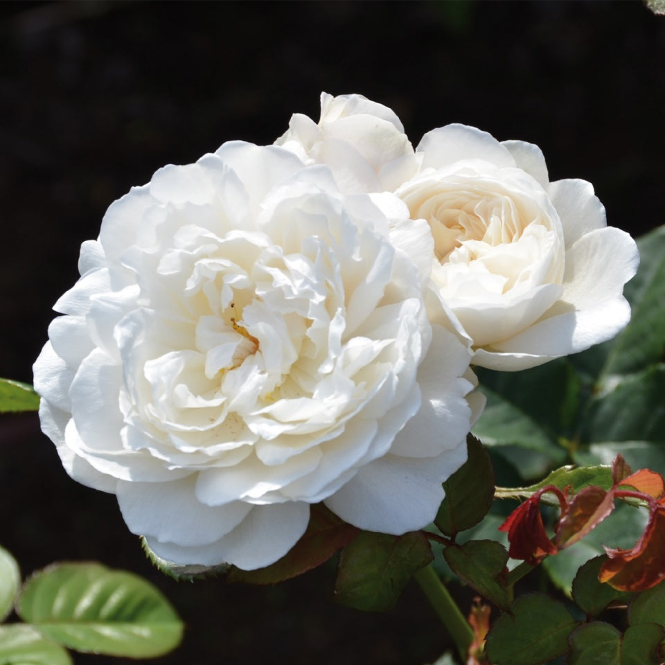 ウィリアム・アンド・キャサリン裸苗 - William and Catherine (Ausrapper) – David Austin Roses  Japan