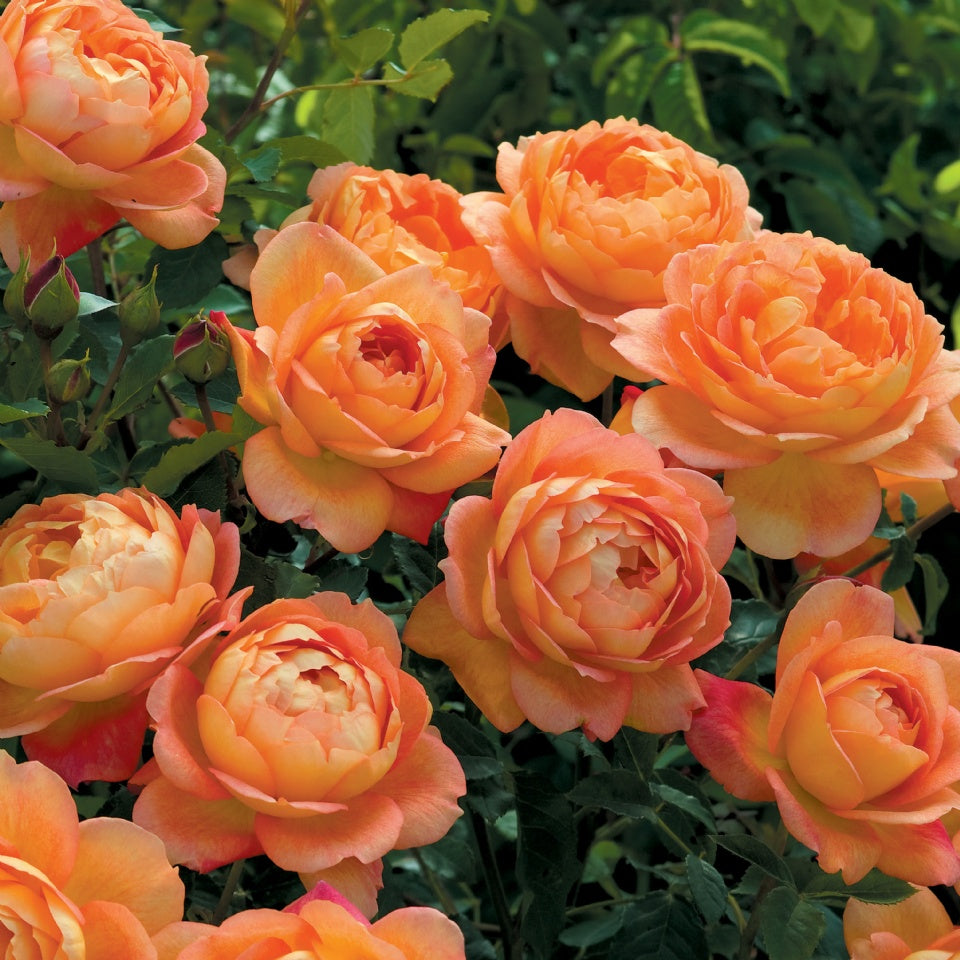 レディ・オブ・シャーロット鉢苗 - Lady of Shalott Potted (Ausnyson) – David Austin Roses  Japan