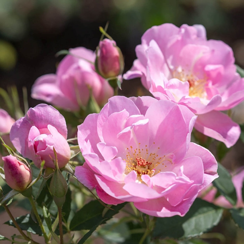 ザ・レディーズ・ブラッシュ裸苗 - The Lady's Blush (Ausoscar) – David Austin Roses Japan