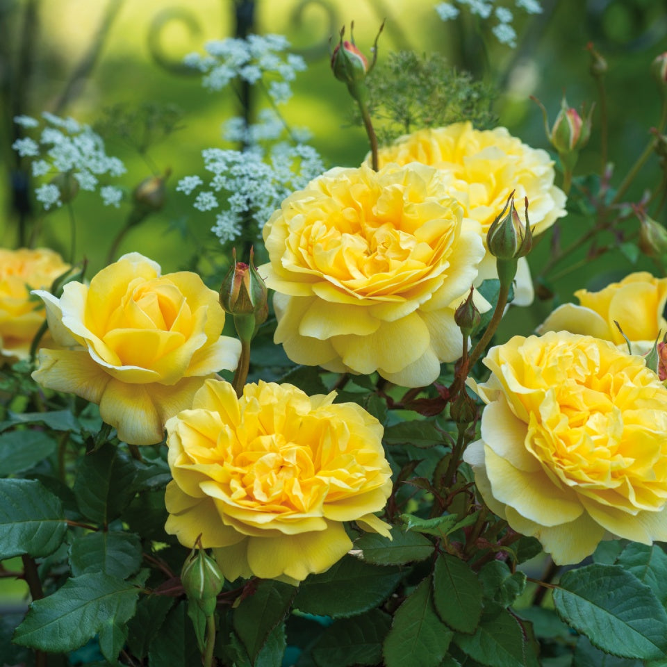 裸苗 – David Austin Roses Japan