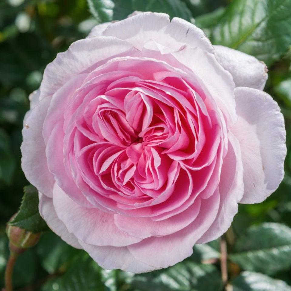 ジ・エンシェント・マリナー裸苗 - The Ancient Mariner (Ausoutcry) – David Austin Roses Japan