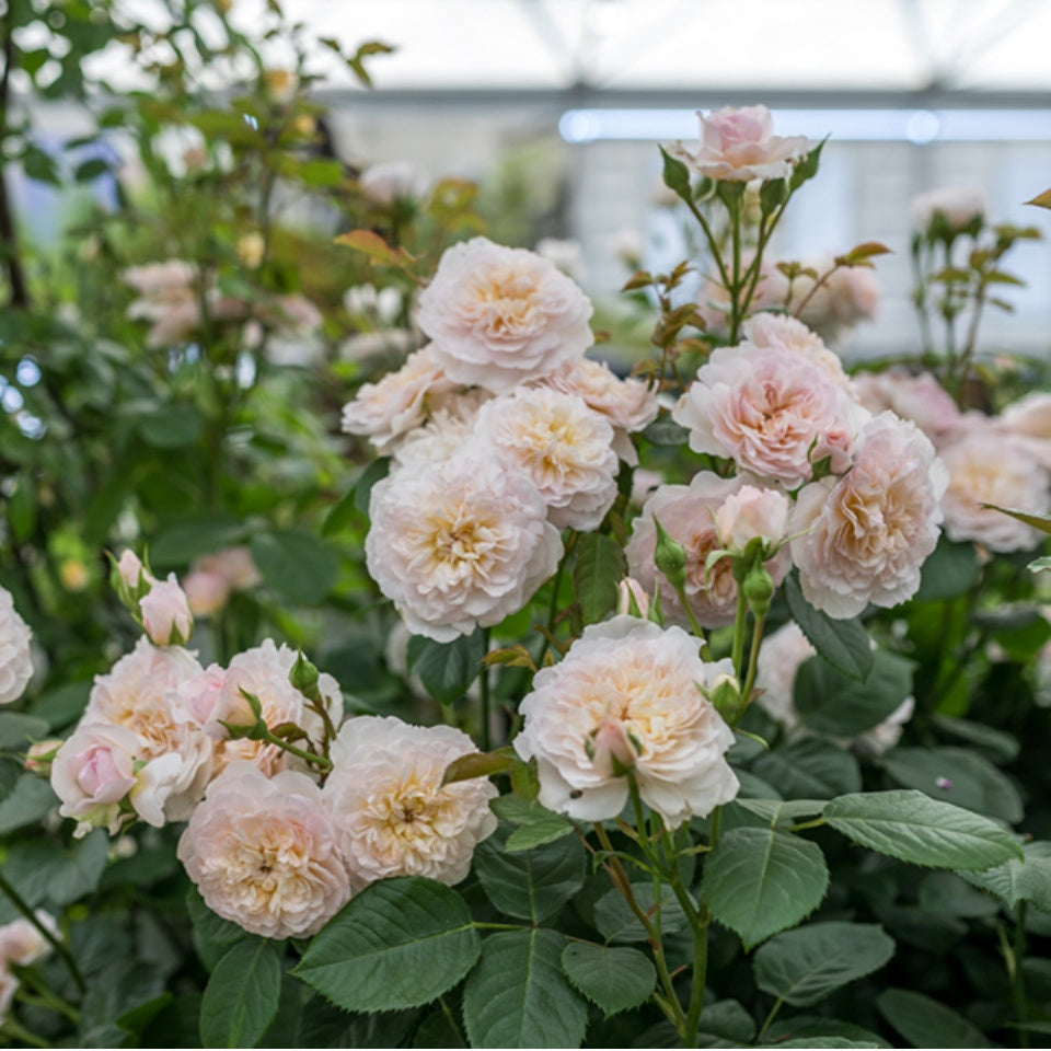 エミリー・ブロンテ 裸苗 - Emily Brontë (Ausearnshaw) – David Austin Roses Japan