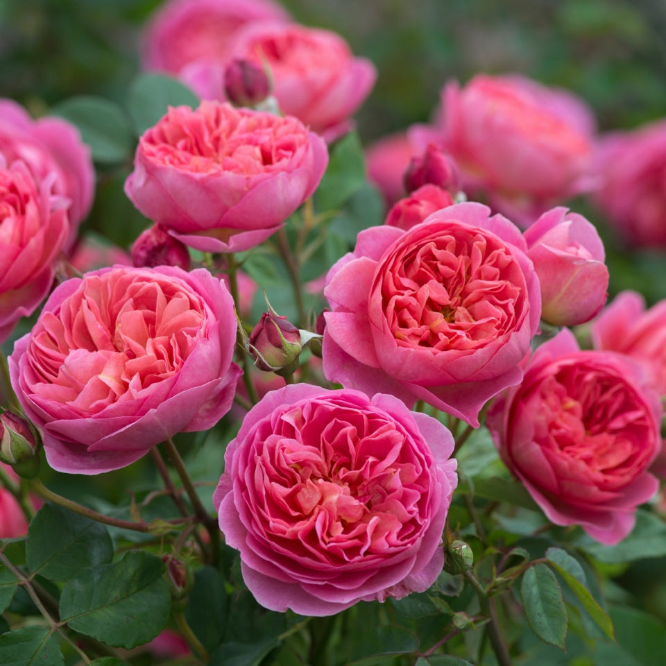 ボスコベル裸苗 - Boscobel (Auscousin) – David Austin Roses Japan